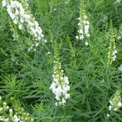 Linaire pourpre Springside White - Nuage blanc tout l'été