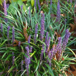 Liriope Evergreen Giant Faux-muscari géant persistant - Beau tapis vert toute l'année
