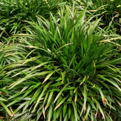Liriope Evergreen Giant Faux-muscari géant persistant - Beau tapis vert toute l'année