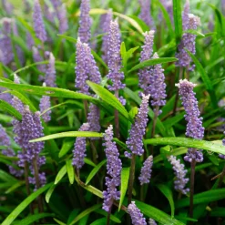 Liriope muscari - Le couvre-sol qui fleurit à l'ombre