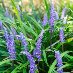 Liriope muscari - Le couvre-sol qui fleurit à l'ombre
