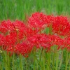 Lis araignée rouge - Floraison surprise en automne