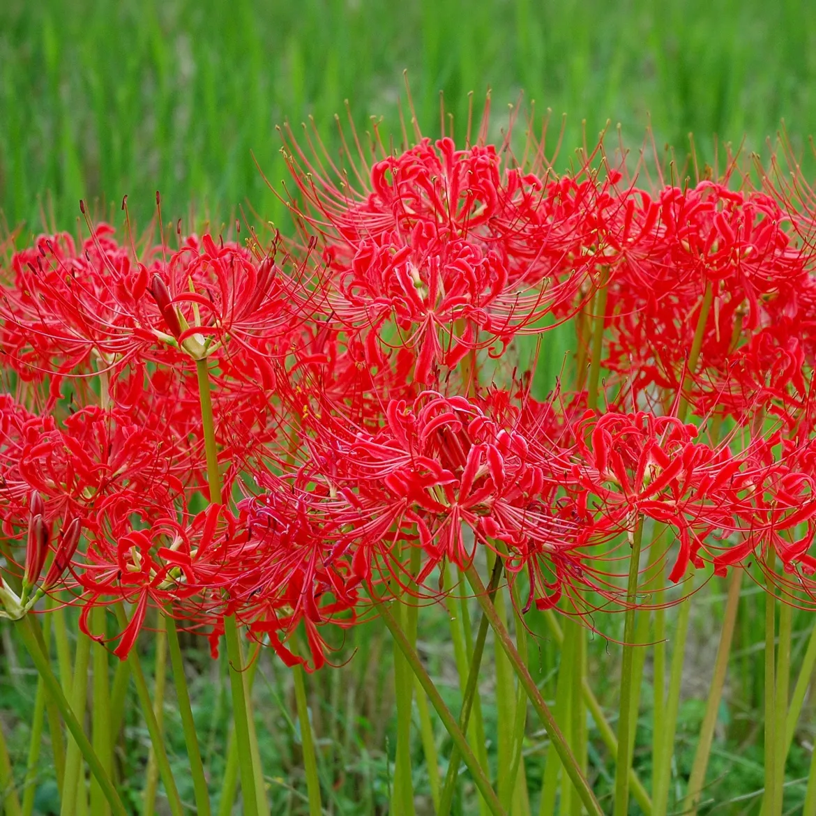 Lis araignée rouge - Floraison surprise en automne