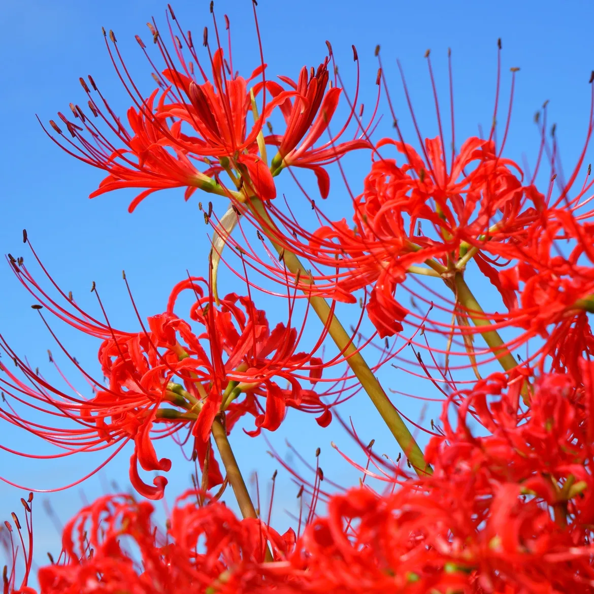 Lis araignée rouge - Floraison surprise en automne