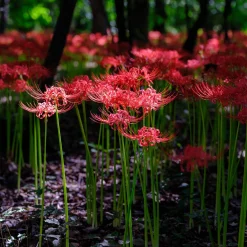 Lis araignée rouge - Floraison surprise en automne