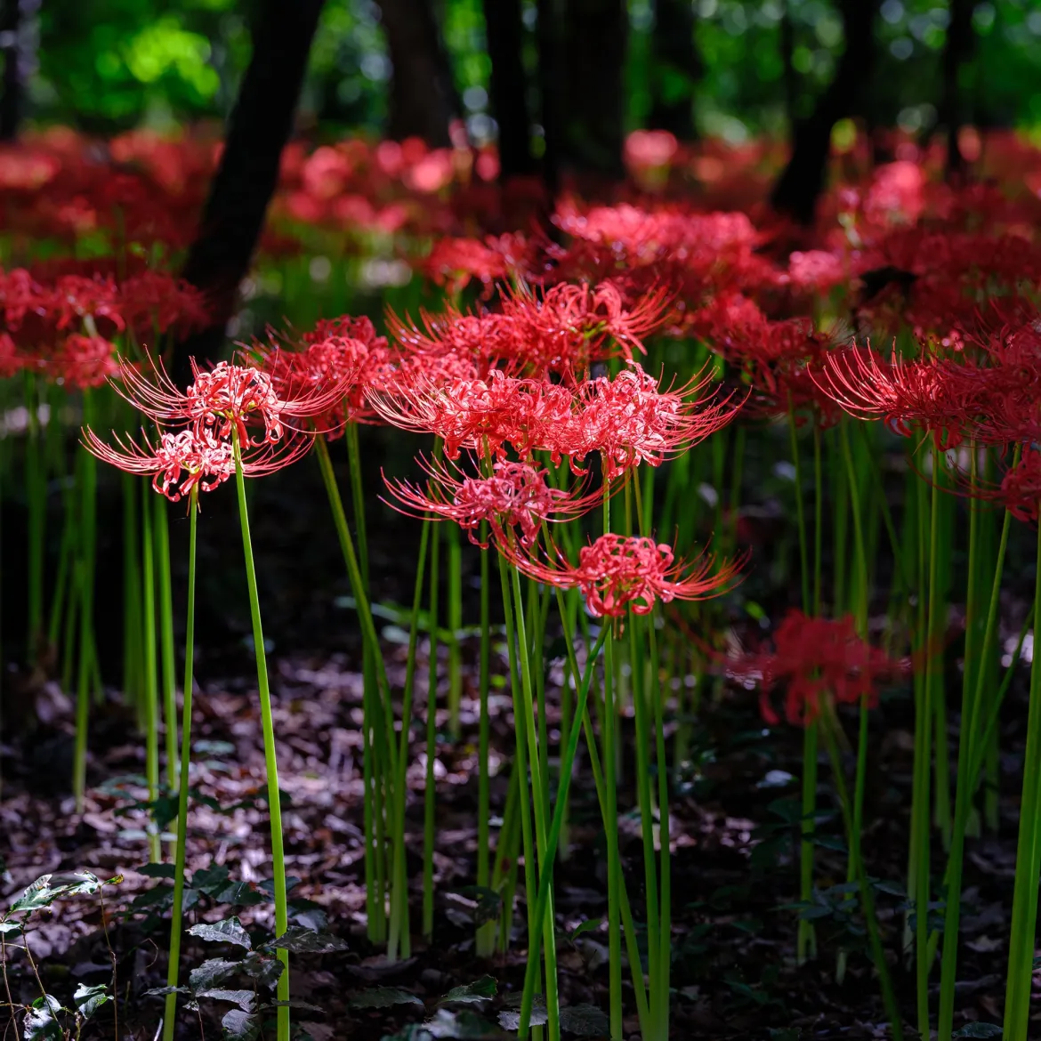 Lis araignée rouge - Floraison surprise en automne