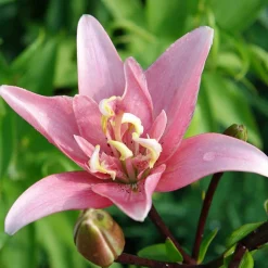 3 Lis asiatique à fleurs doubles Elodie - Le lis rose deux fois plus fleuri