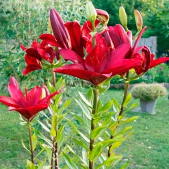 Lis asiatique rouge et mélange de graines de fleurs - Un massif rouge en un été