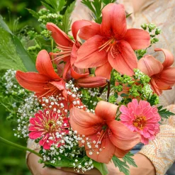 Lis asiatique rouge et mélange de graines de fleurs - Un massif rouge en un été