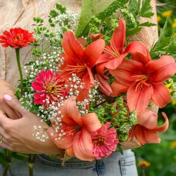 Lis asiatique rouge et mélange de graines de fleurs - Un massif rouge en un été