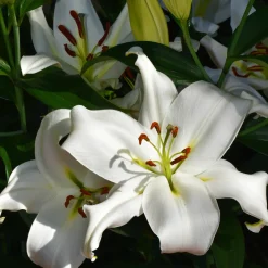 3 Lis asiatique Siberia - Fleurs blanches XXL et parfumées
