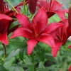 2 Lis asiatiques Red County - Le rouge qui illumine l'été