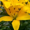 Lis Asiatique yellow - Un soleil jaune au jardin