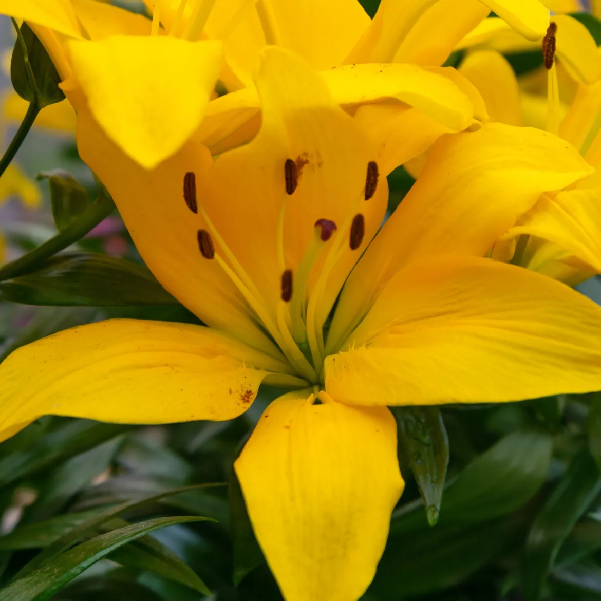 Lis Asiatique yellow - Un soleil jaune au jardin