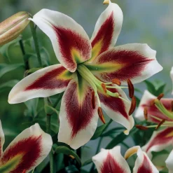 3 Lis Beverly Dreams - Des fleurs XXL bicolores