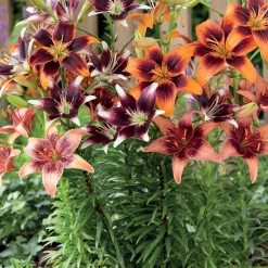 5 Lis bicolores en mélange - Des bouquets XXL sans effort