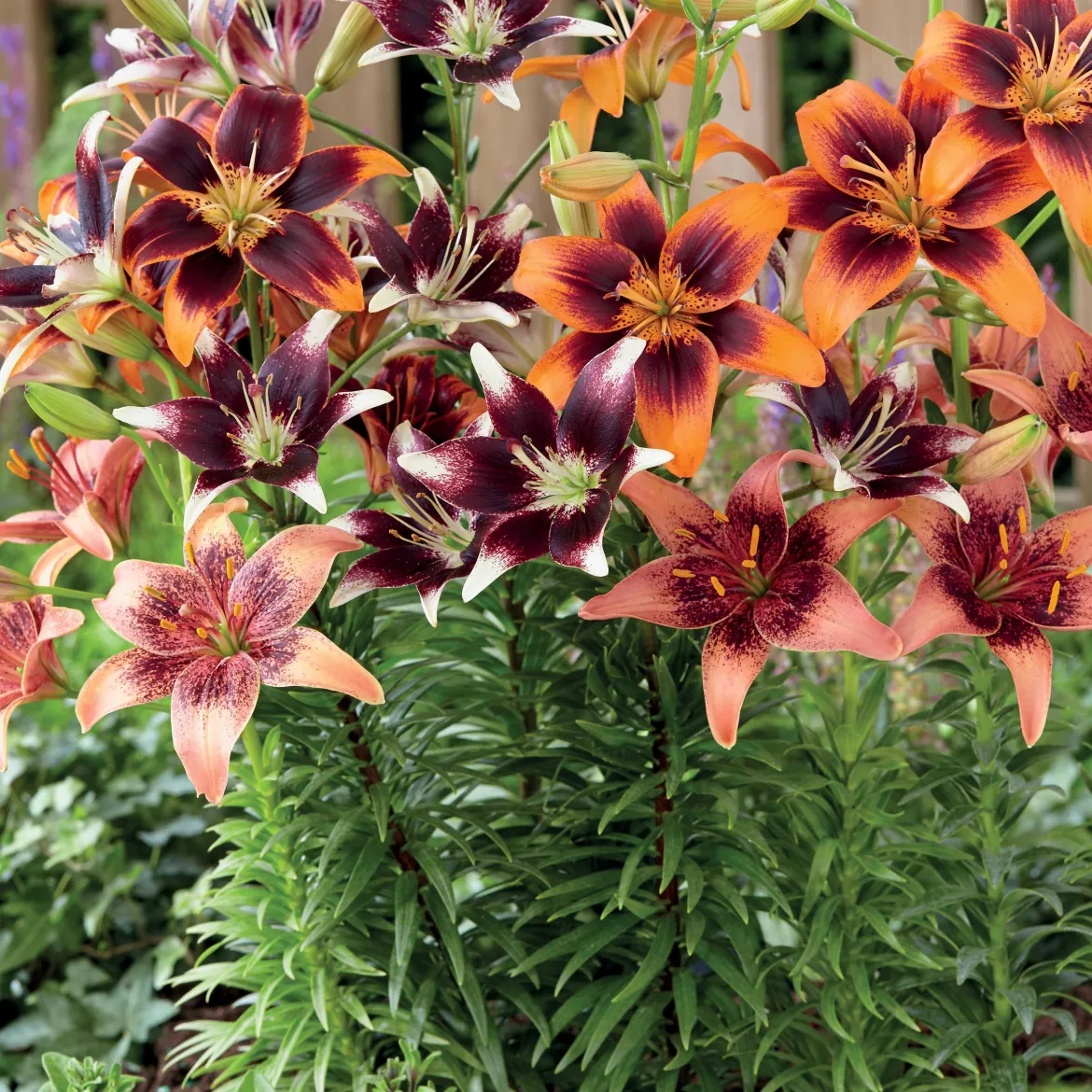 5 Lis bicolores en mélange - Des bouquets XXL sans effort