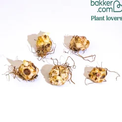 5 Lis bicolores en mélange - Des bouquets XXL sans effort