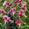 Lis Black Beauty - Un géant parfumé au jardin