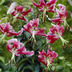 Lis Black Beauty - Un géant parfumé au jardin