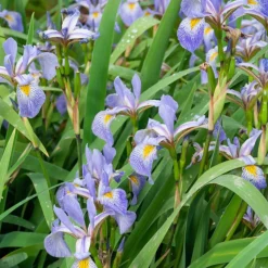Lis bleu américain versicolor - Le bord de l'eau en couleur