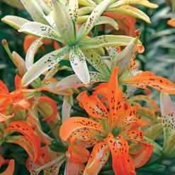 3 Lis caméléon - Une fleur qui change de couleur