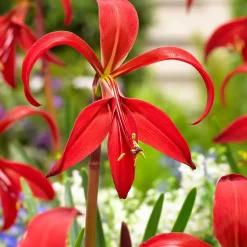 2 Lis de St Jacques - Une fleur rouge spectaculaire