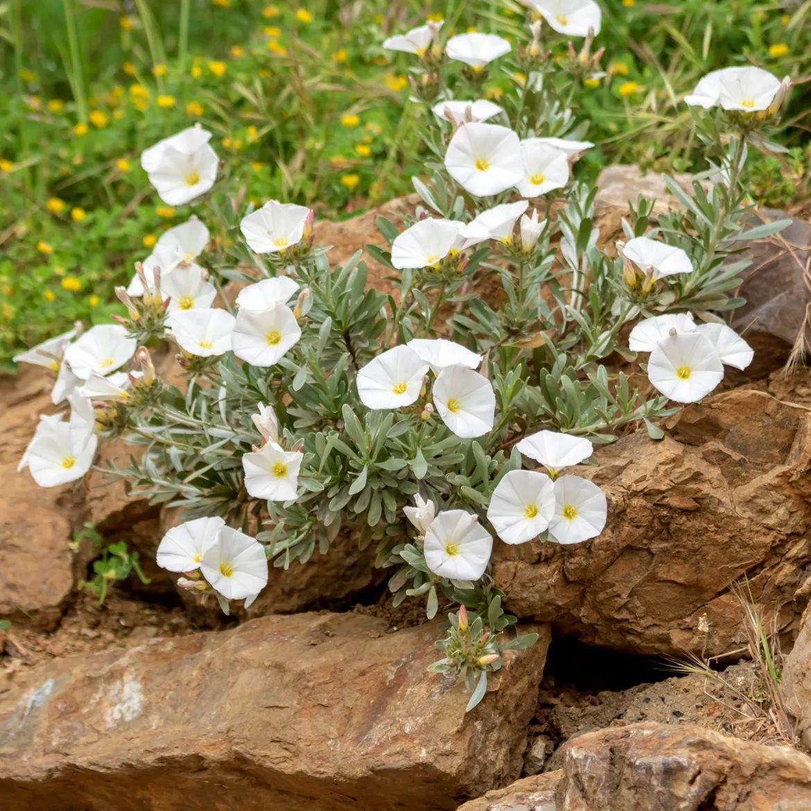 Liseron de Mauritanie Blanc - Cascade blanche tout l'été