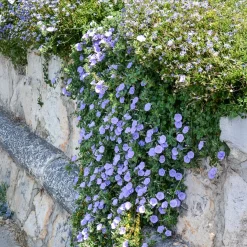 Liseron de Mauritanie - Cascade bleue tout l'été
