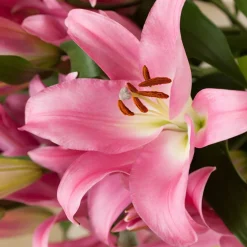 3 Lis Foxtrot - Roses doubles au parfum sucré