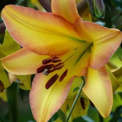 5 Lis géant Rising moon - Des fleurs XXL et parfumées