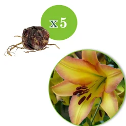 5 Lis géant Rising moon - Des fleurs XXL et parfumées