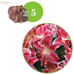 5 Lis géant Starlight Express - Des fleurs géantes parfumées