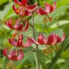 Lis martagon Claude Shride - Turbans rouges au jardin