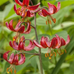Lis martagon Claude Shride - Turbans rouges au jardin