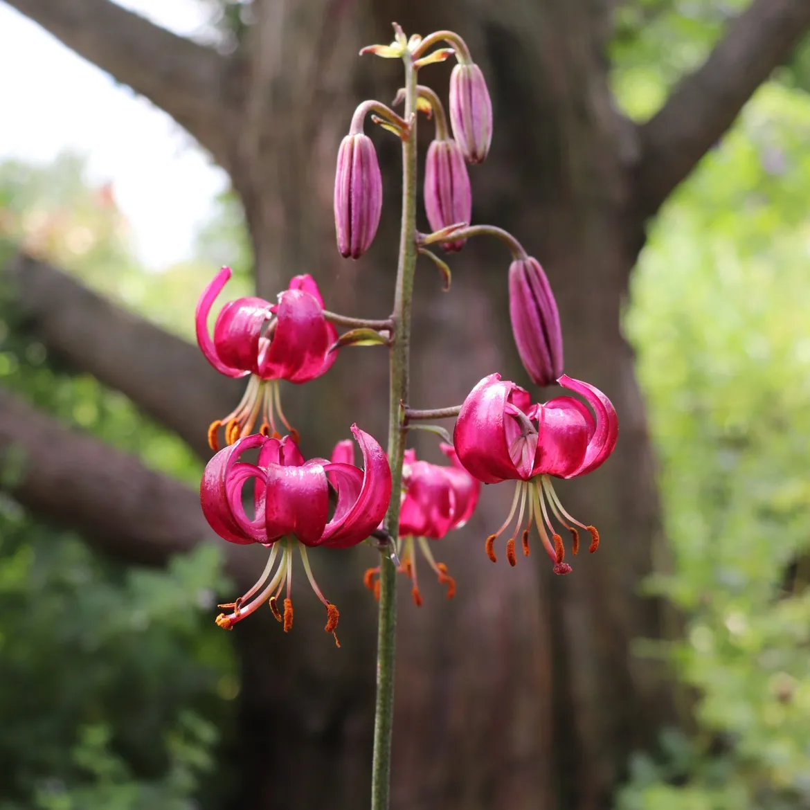 Lis martagon Claude Shride - Turbans rouges au jardin