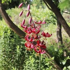 Lis martagon Claude Shride - Turbans rouges au jardin
