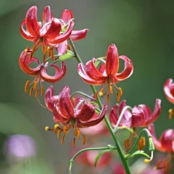 Lis martagon Claude Shride - Turbans rouges au jardin