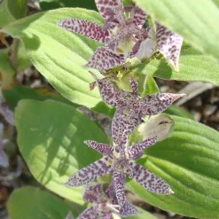 Lis Orchidée - Tricyrtis hirta Miyazaki - La star de l'ombre en automne