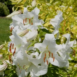 3 Lis orientaux Casa Blanca - Grandes fleurs blanches parfumées