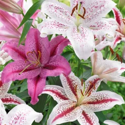 6 Lis orientaux tigrés en mélange - Un parfum d'été qui dure