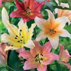 4 Lis OT en mélange - Des géants parfumés au jardin
