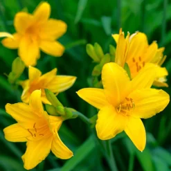 5 Lis perpétuels en mélange - Fleurit tout l'été sans effort