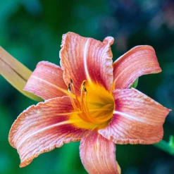 5 Lis perpétuels en mélange - Fleurit tout l'été sans effort