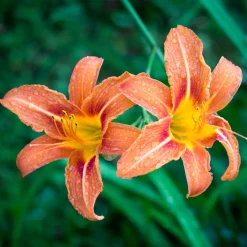5 Lis perpétuels en mélange - Fleurit tout l'été sans effort