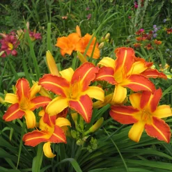 5 Lis perpétuels en mélange - Fleurit tout l'été sans effort