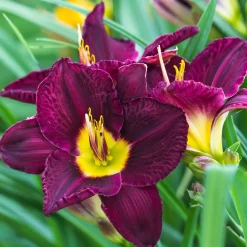 5 Lis perpétuels en mélange - Fleurit tout l'été sans effort