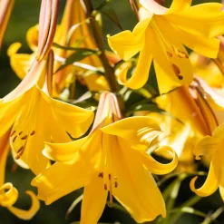 3 Lis Trompette Splendeur dorée - Un été doré au jardin
