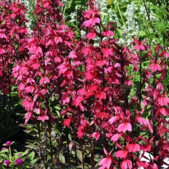 Lobelia Russian Princess - Rouge éclatant tout l'été