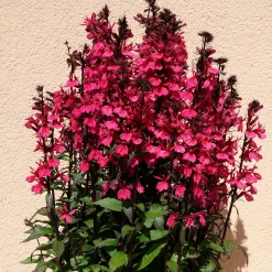 Lobelia Russian Princess - Rouge éclatant tout l'été